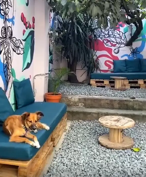 A dog lounging on a teal pallet sofa in the gravel patio, surrounded by line-drawn murals.